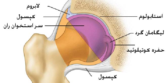 کپسول مفصل ران