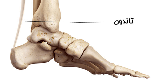 تاندون یا زردپی