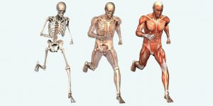 سیستم حرکتی بدن انسان