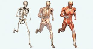 سیستم حرکتی بدن انسان
