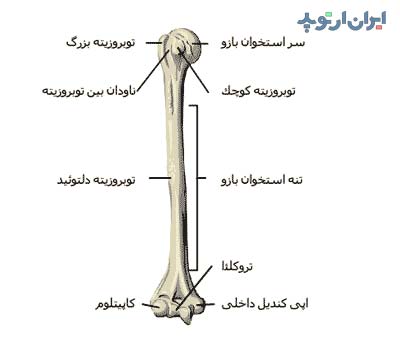 آناتومی جامع بازو. استخوان، عضلات و رادیولوژی 2 آناتومی استخوان بازو
