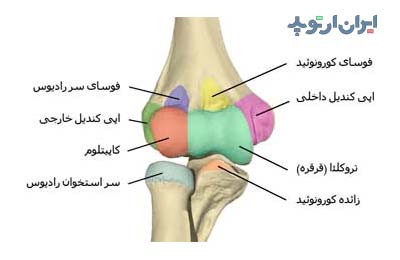 آناتومی جامع بازو. استخوان، عضلات و رادیولوژی 3 آناتومی آرنج