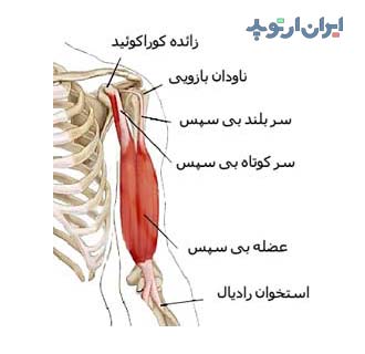 آناتومی جامع بازو. استخوان، عضلات و رادیولوژی 4 آناتومی عضله دوسر بازو
