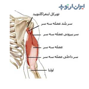 آناتومی جامع بازو. استخوان، عضلات و رادیولوژی 6 آناتومی عضله سه سر بازو