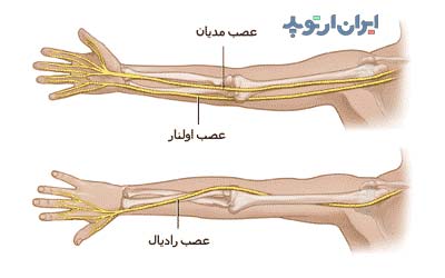 آناتومی جامع بازو. استخوان، عضلات و رادیولوژی 7 آناتومی اعصاب بازو