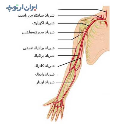 آناتومی جامع بازو. استخوان، عضلات و رادیولوژی 8 آناتومی شریان های بازو