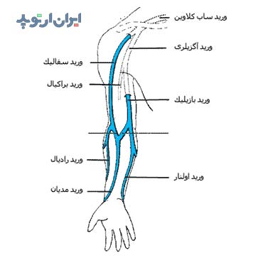 آناتومی جامع بازو. استخوان، عضلات و رادیولوژی 9 آناتومی وریدهای بازو