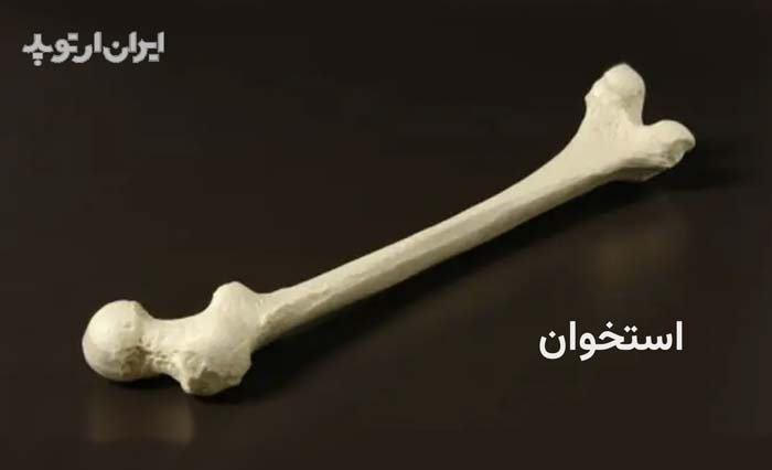 استخوان چیست