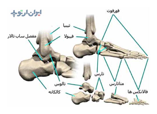 آناتومی کف پا. استخوان های کف پا