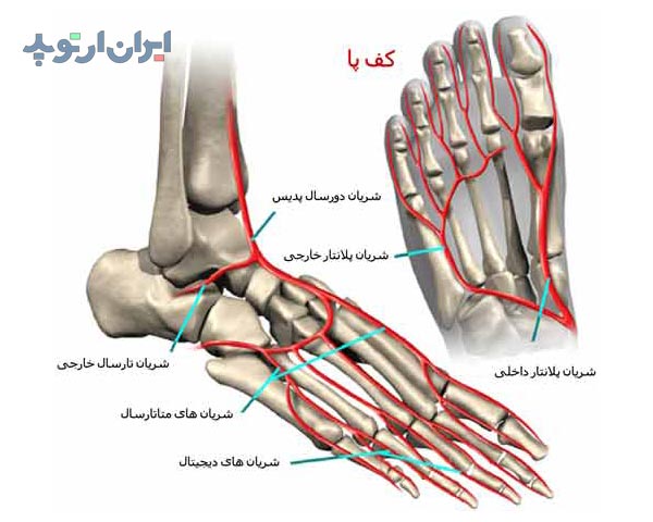 آناتومی شریان های کف پا