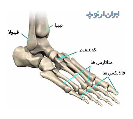 آناتومی کف پا. استخوان های کف پا