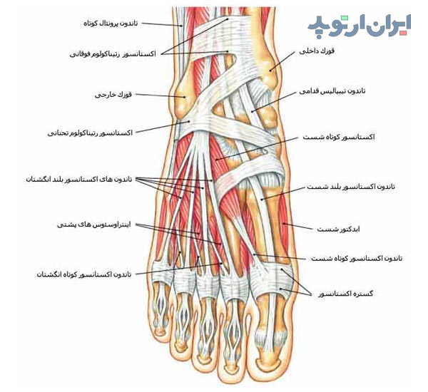 آناتومی کف پا. تاندون های پشت پا