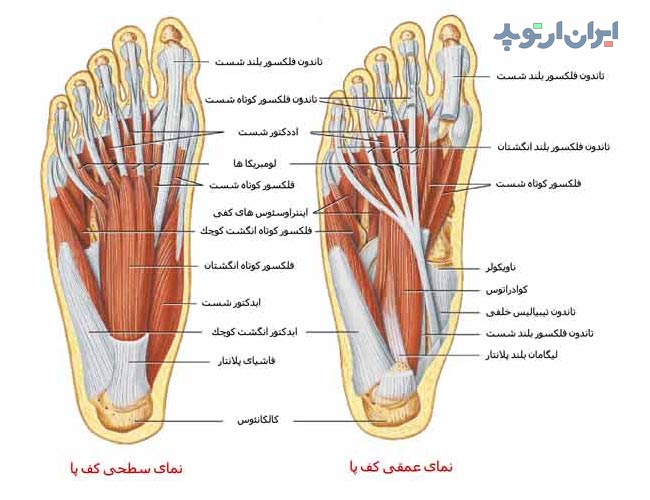 آناتومی کف پا. عضلات کف پا