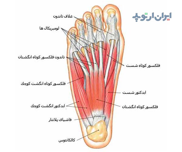 آناتومی کف پا. عضلات کف پا