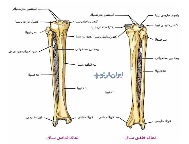 آناتومی ساق 2 بررسی آناتومی ساق از لحاظ استخوان ها