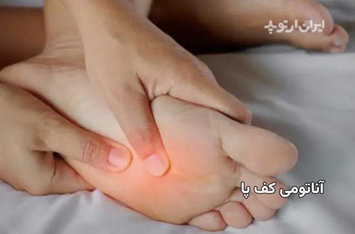 آناتومی کف پا