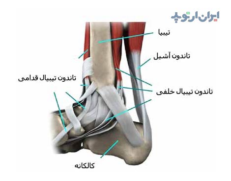 آناتومی مچ پا 14 آناتومی مچ پا. تاندون های مچ پا