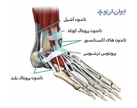آناتومی مچ پا 15 آناتومی مچ پا. تاندون های مچ پا