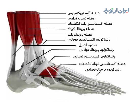 آناتومی مچ پا 19 آناتومی مچ پا. تاندون های مچ پا