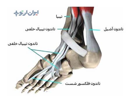 آناتومی مچ پا 20 آناتومی مچ پا. تاندون های مچ پا