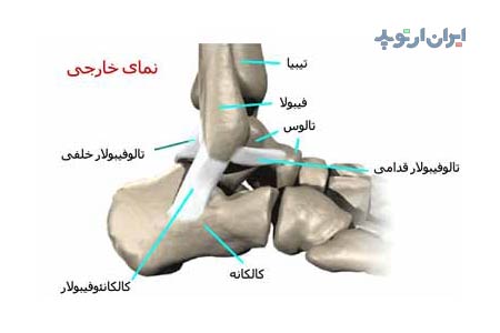 آناتومی مچ پا 7 آناتومی مچ پا. رباط های مچ پا