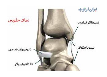 آناتومی مچ پا 9 آناتومی مچ پا. رباط های مچ پا