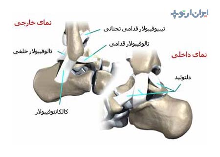 آناتومی مچ پا 6 آناتومی مچ پا. رباط های مچ پا