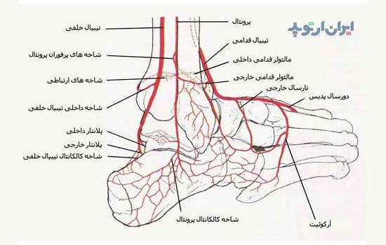 آناتومی مچ پا 24 آناتومی مچ پا. شریان ها