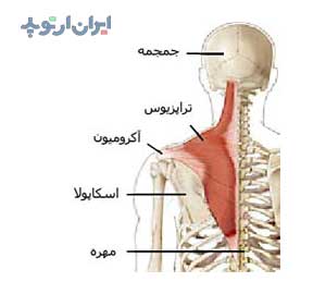 آناتومی جامع مفصل شانه 11 آناتومی شانه. عضله تراپزیوس