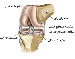 رباط های زانو