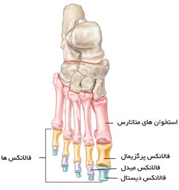 استخوان های کف پا