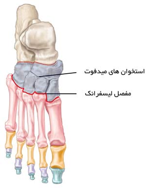 استخوان های کف پا