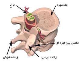 مهره و نخاع