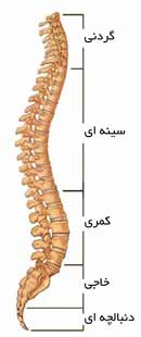 ستون مهره