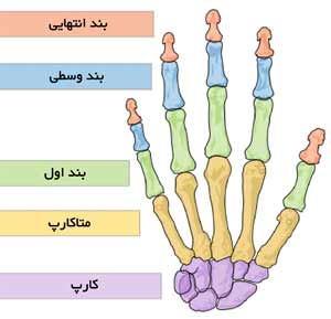 استخوان های دست