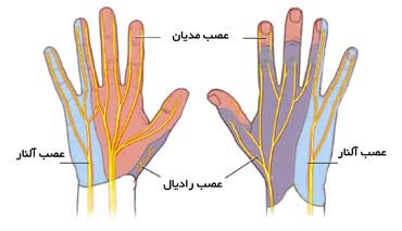  محدوده انتشار سه عصب دست