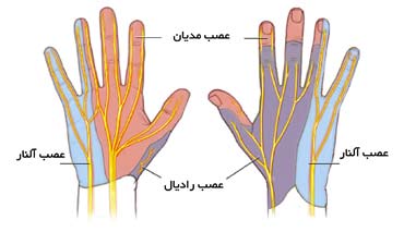 محدوده انتشار سه عصب دست