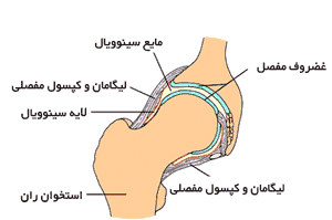 مفصل ران