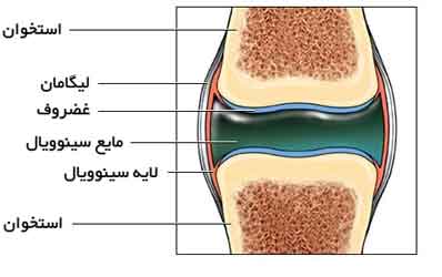 مفصل