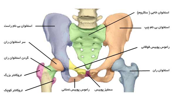 آناتومی لگن خاصره