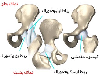 رباط ها یا لیگامان های اطراف مفصل ران