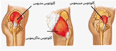 عضلات گلوتئوس یا سرینی در ناحیه لگن