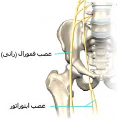 عصب ابتوراتور و عصب رانی