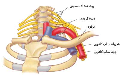 دنده گردنی