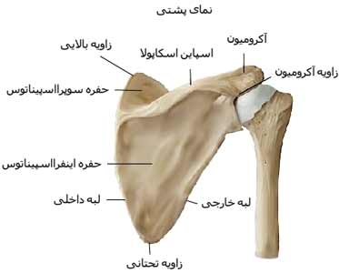 استخوان های شانه از نمای عقب