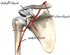  شریان های ناحیه شانه