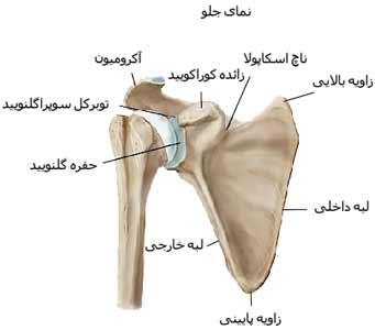 استخوان های شانه از نمای جلو