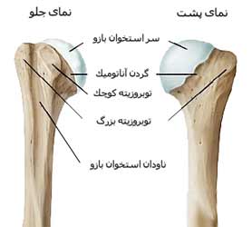 استخوان بازو