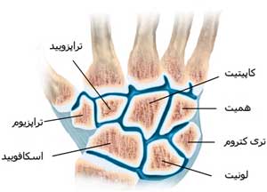 استخوانچه های کارپ با یکدیگر مفصل میشوند