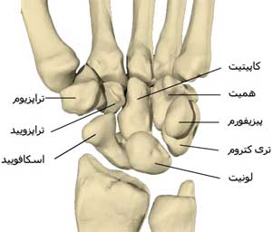 استخوانچه های مچ دست